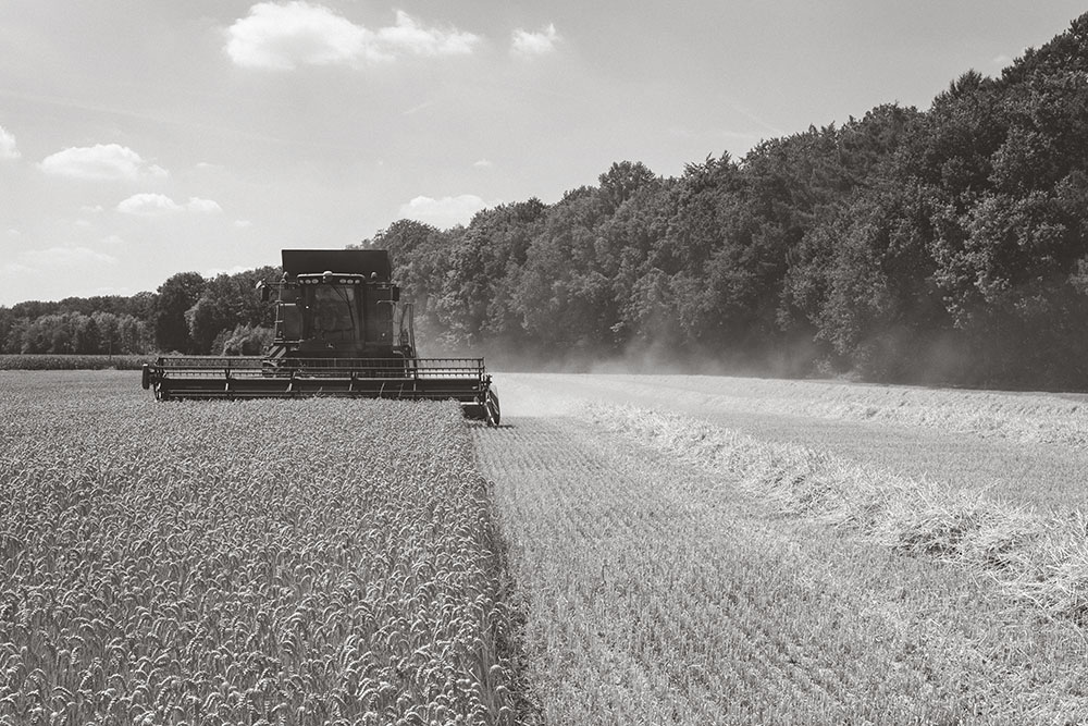 combine harvesting wheat